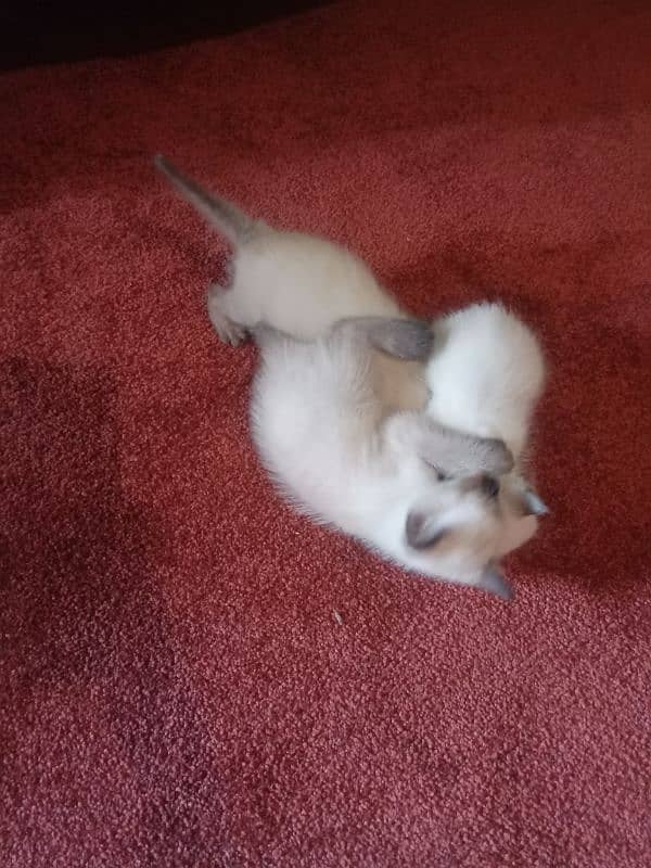 3 Siamese kitten available 0