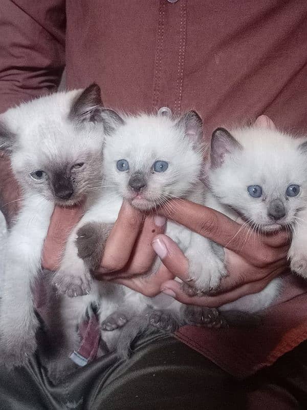 3 Siamese kitten available 1