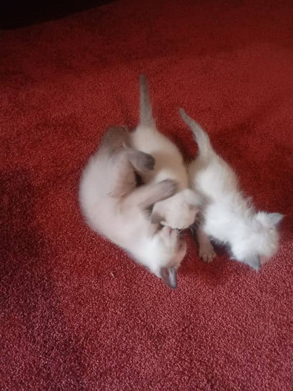 3 Siamese kitten available 6