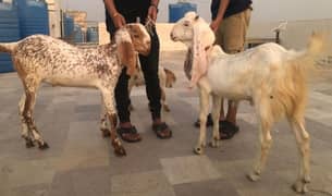 bakra & Dumba Ready For Qurbani 2025 Makka Cheni & White Bakra & Dumba