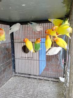 All love bird pair For sale All Set up sale 03046787725