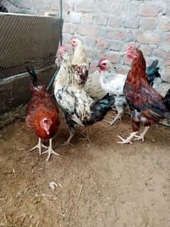 Desi Hens