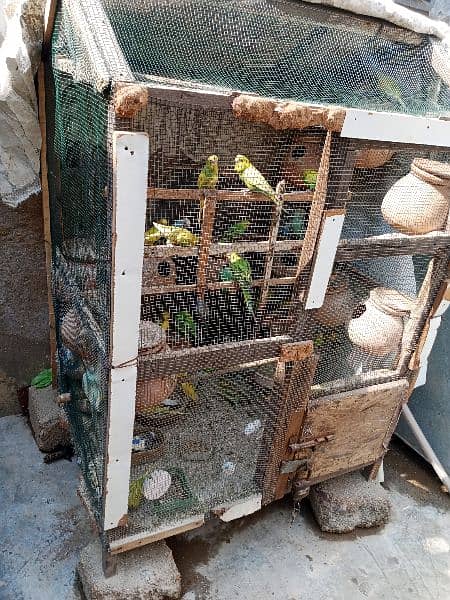 Bajri Australia Parrots Setup For Sale 1