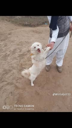 bht hi pyra dog ha