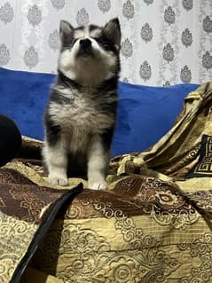 husky