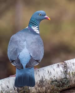 Columbian Dove Breed