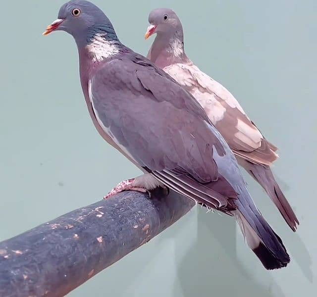 Columbian Dove Breed 1