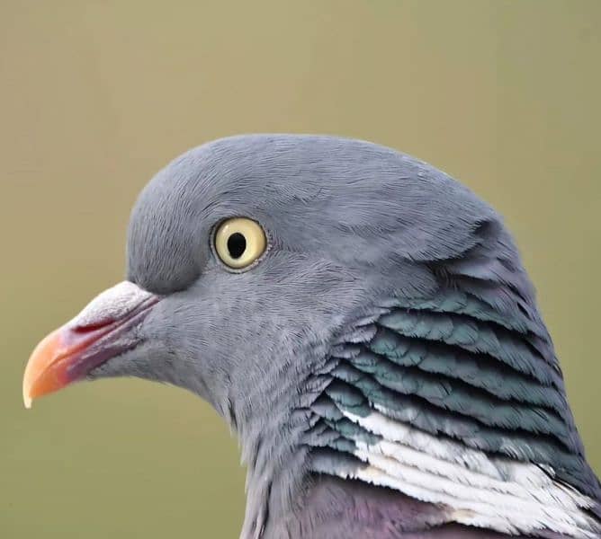 Columbian Dove Breed 3