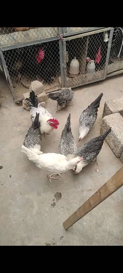 Fertile australorp and Egyptian fayoumi eggs