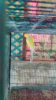 Green ringneck female and Cremino male