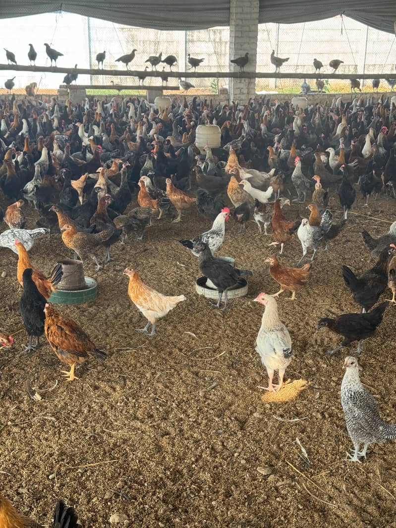 Golden misri hens  available for sale Per KG 4