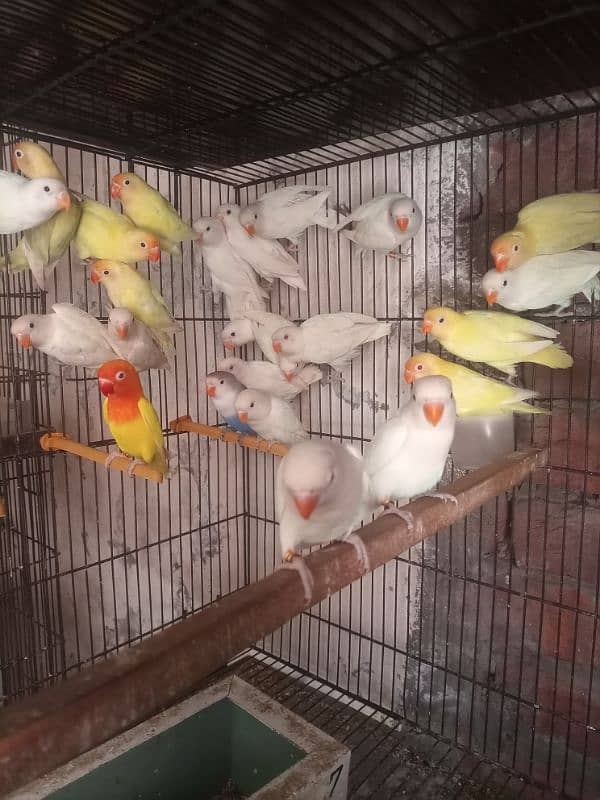 albino red eyes/cremino/dacino & all taipe available 1