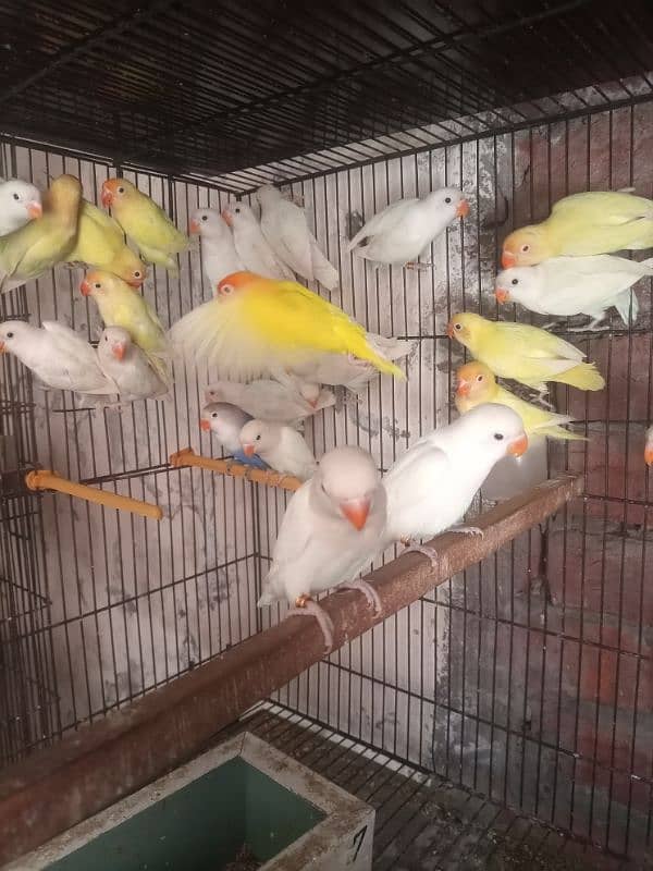 albino red eyes/cremino/dacino & all taipe available 2