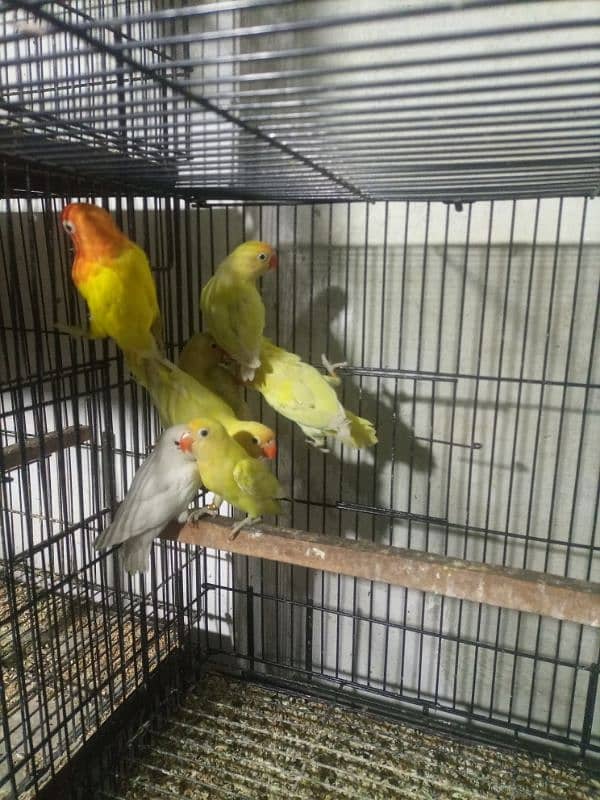 albino red eyes/cremino/dacino & all taipe available 5