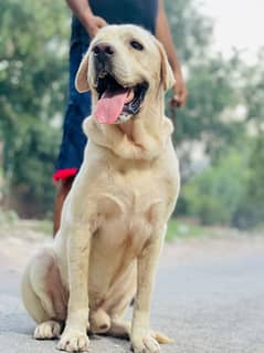 Labrador male available