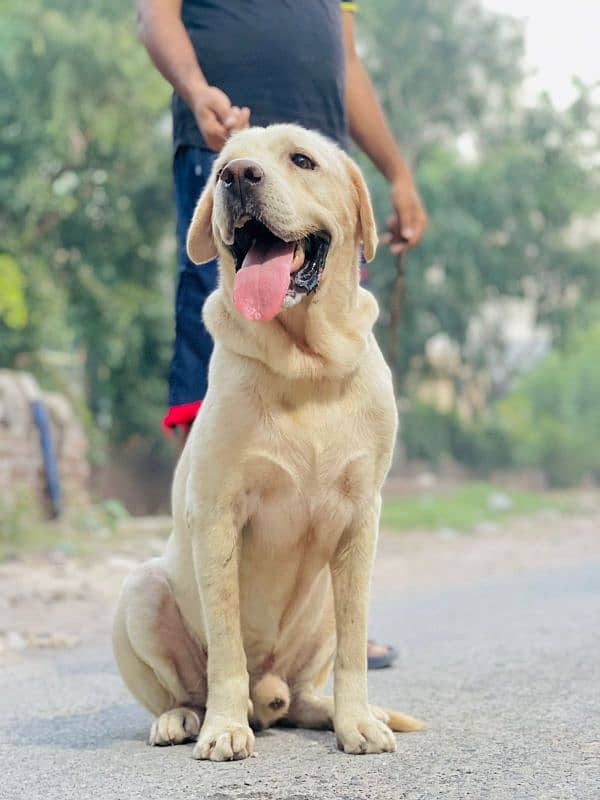 Labrador male available 1