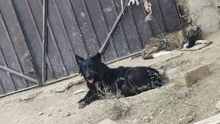 Breeder Female Black German