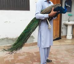 peacock.