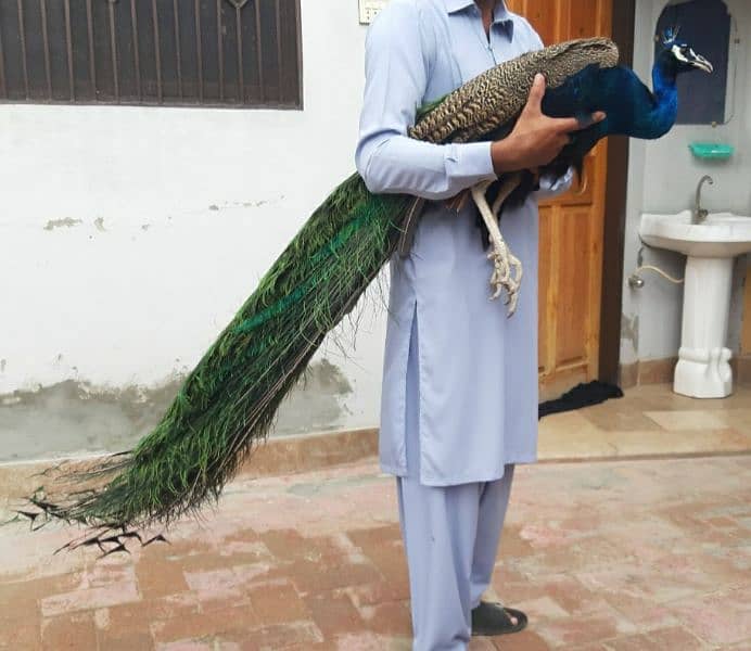 peacock. . . 1 male 2 female 0