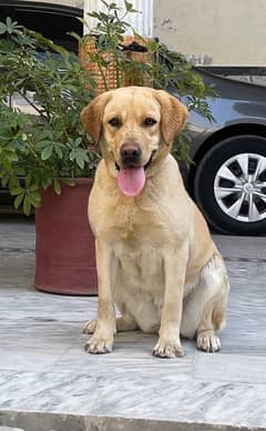 British Labrador Female