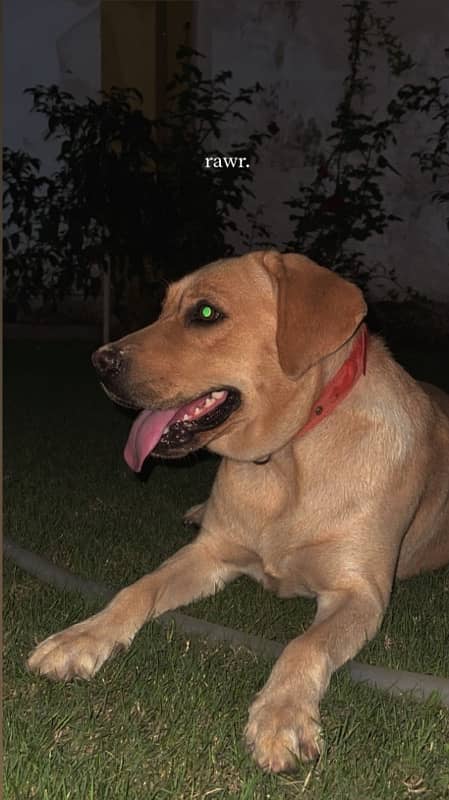 British Labrador Female 1