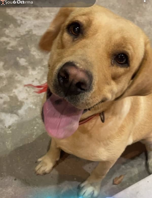 British Labrador Female 2