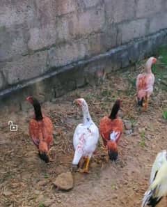 6 hens egs dany wali 1 aseel phatha for sale