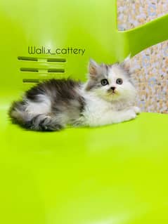 high quality kitten|Punch face Kittens|persian cat|cute|tripple|fluff