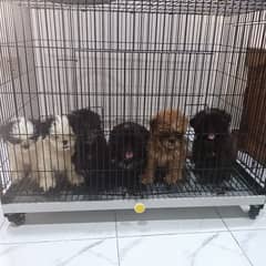 Shih Tzu  2 months old Pups for sale