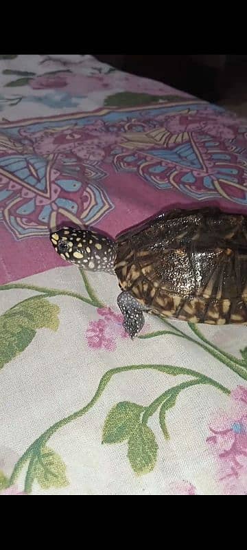 Turtle 0