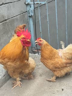 Golden buff for sale 1 male ha or 2 female hain sath anday de rhi hain