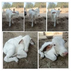 bachri | cow | gulabi bachri | گائے  | white cow