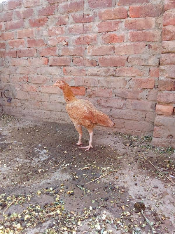 Aseel hens for sale/ Aseel murgha/Aseel patha 1