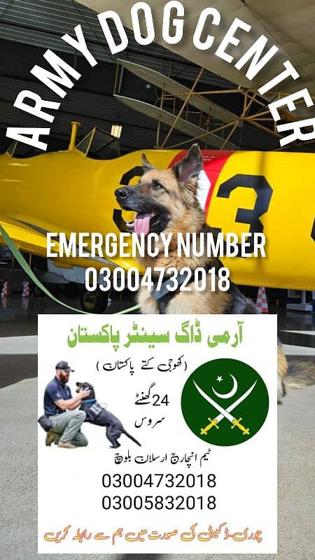 army dog center sargodha 1