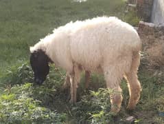 female sheep