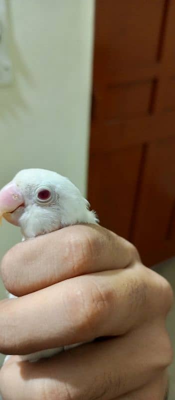 Albino red aye Black aye lutino parsnata red aye lutino black aye gree 3