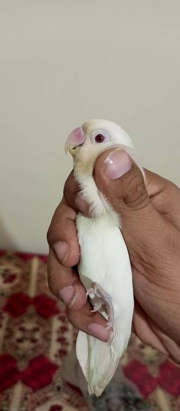 Albino red aye Black aye lutino parsnata red aye lutino black aye gree 4