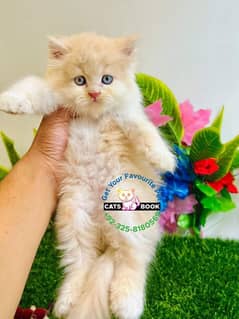 Persian Kittens |Fawn/Calico|Triple Coated|Punch face|