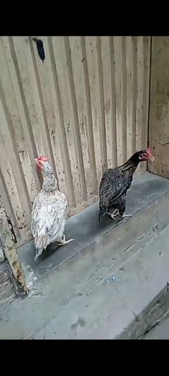 Desi hen 0