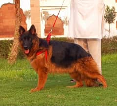 topline show high class quality gsd proper long coat female for sale