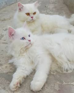 Persian cat pair for sale