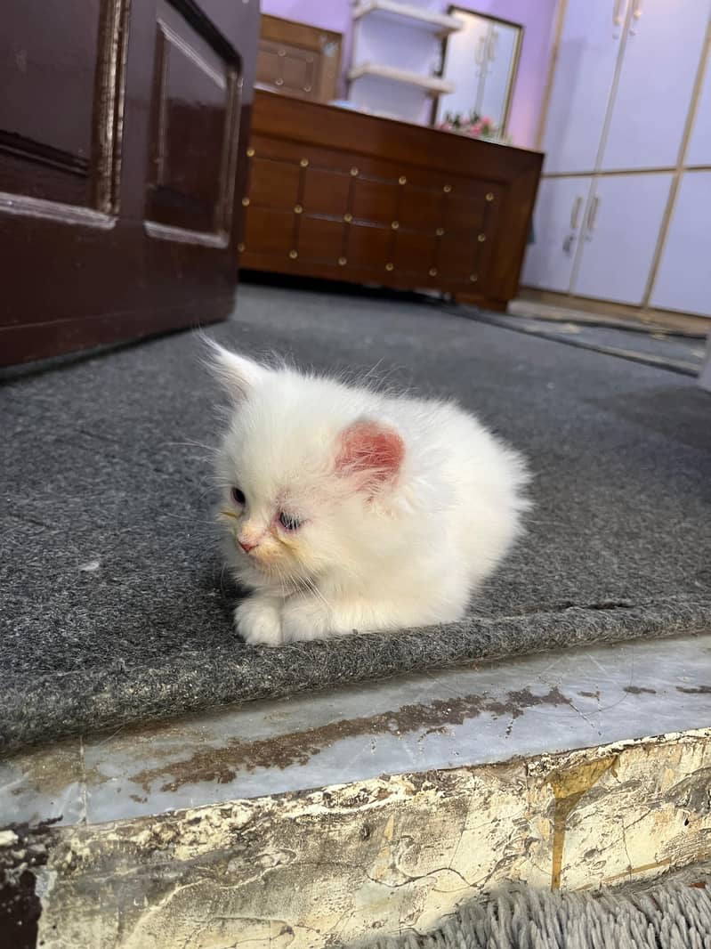 Persian kittens  Pure Persian triple coat y peshawar 1