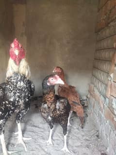 aseel hens breedr for sell healthy and active ha