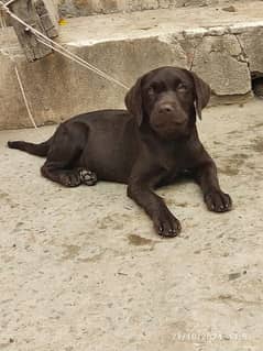 Labrador Female | British Labrador Dog For Sale