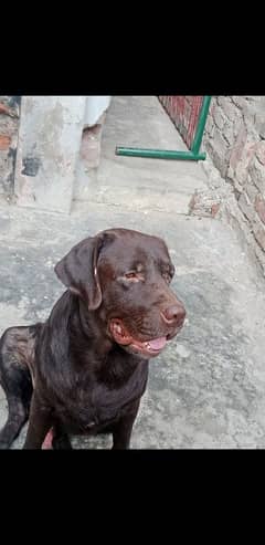 labrador dog Male for sale 0