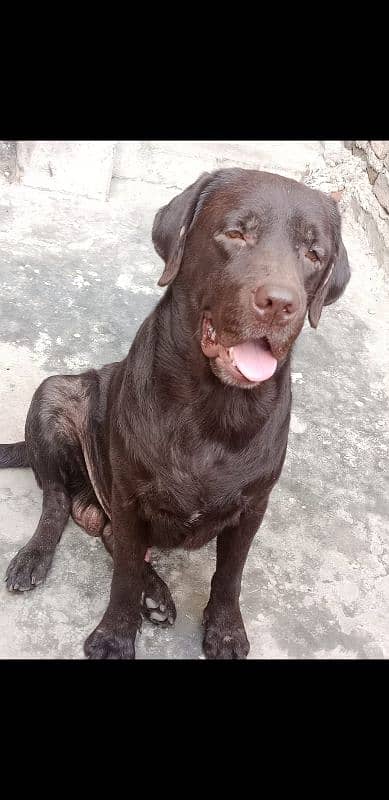 labrador dog Male for sale 1