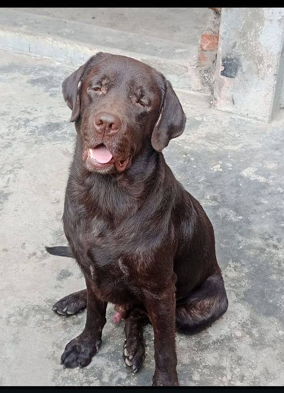 labrador dog Male for sale 2