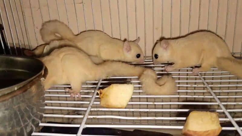 white gladder black glader hamster for sale o3112791726 1