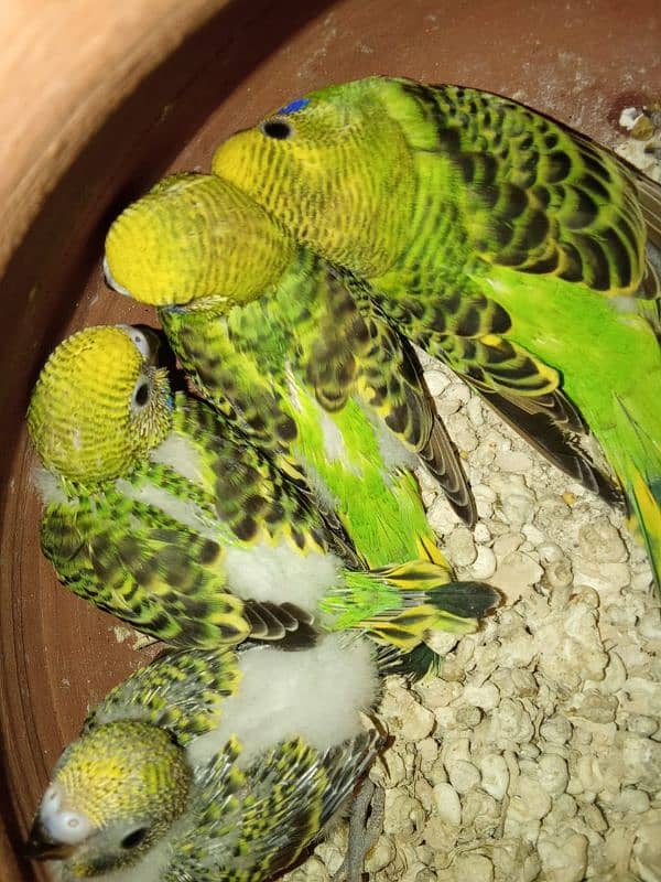 urgent sale budgies with chicks 0