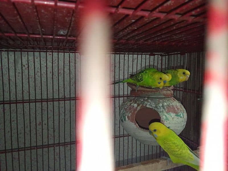 urgent sale budgies with chicks 1